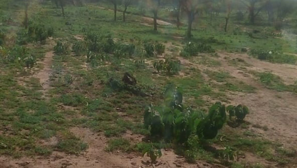 Enyorata farm 100 acres